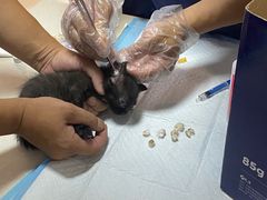 -乐琪宠物医院·犬猫专科·骨外科·急重症
