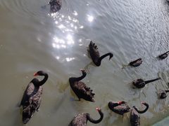 -五缘湾湿地公园