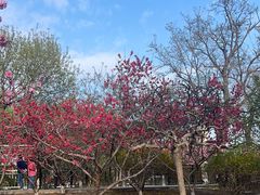 -桃花堤公园