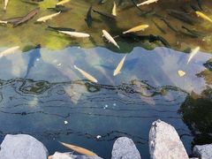 -京北渔家傲