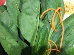 -老牌坊云南鱼豆花火锅(哈西万达店)
