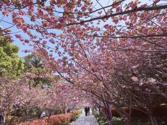 -高东镇樱花园