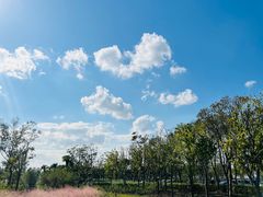 -春花秋色城市公园