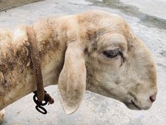 -荆州中山公园动物园