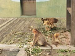 -大连森林动物园