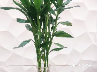 富贵竹—，这个植物感觉挺奇怪的，好像很难养很久