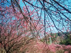 -新建村梅花