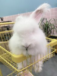 -Moni星球萌宠·小马宝莉·灵蛇·高端高阶全萌宠互动体验俱乐部(红豆国际广场店)