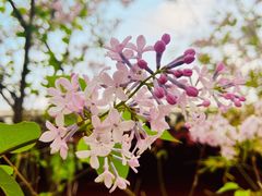 -海棠花溪(元大都城垣遗址公园)
