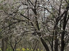 -南汇桃花村