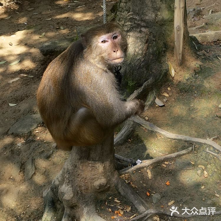 太平猴魁的产地