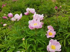 -长春公园(普阳街道)