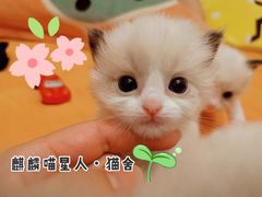 -十年猫舍·猫咪专门店(普陀店)