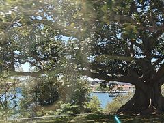-麦考利夫人座椅