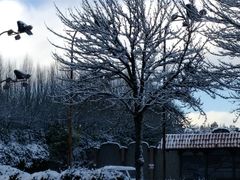 -鼎泰丰(Bellevue Square)