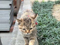-古大圣慈寺