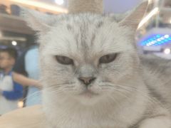 -喵园·猫主题咖啡厅·撸猫·猫咖(国贸店)