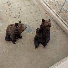 -西霞口神雕山野生动物世界