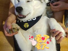 -Husky Go! 哈士奇体验馆·宠物咖啡厅狗咖