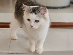 -共舞时光猫咖·狗咖(新街口店)