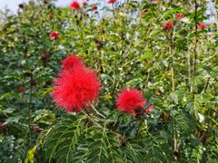 -中国科学院西双版纳热带植物园