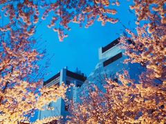 -武汉大学-樱园