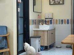 -滚猫咖啡·猫咖·猫友好撸猫(未来城店)