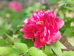 -国家植物园南园