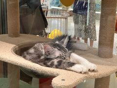 -momokira米努特·德文卷毛猫·棉花面纱犬