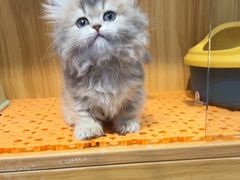 -欣宠猫屋·矮脚拿破仑·蓝金金渐层