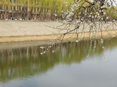 -桃花堤公园