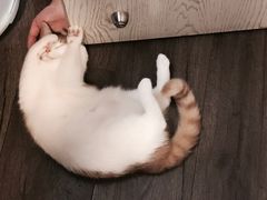 -瑞派宠物医院·24h·骨外科·皮肤科·全科宠物医疗转诊中心(沈阳浑南院)