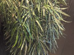 -鑫花溪牛肉米粉(凤凰街创始总店)