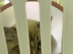 -萌兽医馆·宠物医院·猫骨科(创景店)