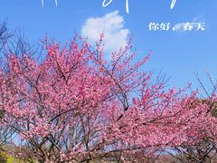 -花开海上生态园