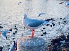 -姜山乳鸽(姜山店)