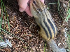 -五营红松林海景区