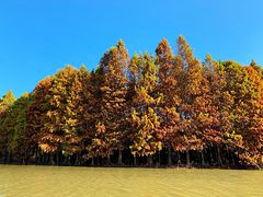 -上海海湾国家森林公园