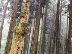 -阿里山神木遗迹