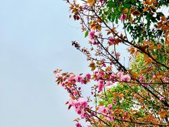 -院士公园