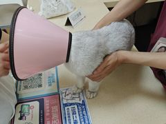 -艾贝尔宠物医院 ·内科全科(梁溪路店)