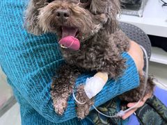 -达爱动物医院·犬猫分区·CT·复杂眼科(远洋山水分院)