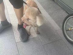 -中农国际动物医院24小时·猫科·骨科·急重症中心