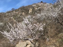 -北京鹫峰国家森林公园