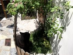 -喵屿·大理花园猫咖