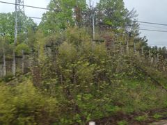 -绩溪龙川景区