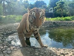 -五龙山野生动物王国