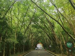 -大屏嶂森林公园