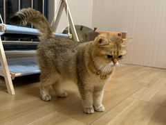 -唐小姐の私宠·宠物洗护美容·撸猫馆·购宠(周浦万达旗舰店)