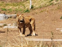 -北京野生动物园